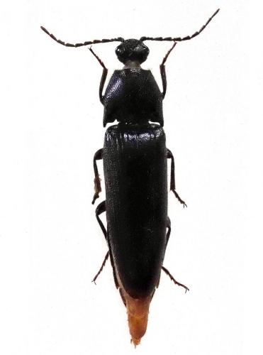 Melanotus sp.